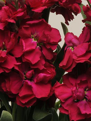 MATTHIOLA Katz Ruby